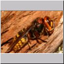 Vespa crabro - Hornisse 20.jpg